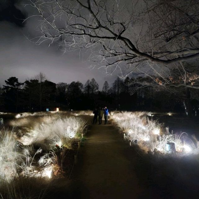 燈光與大自然的奇妙結合🌌🎡