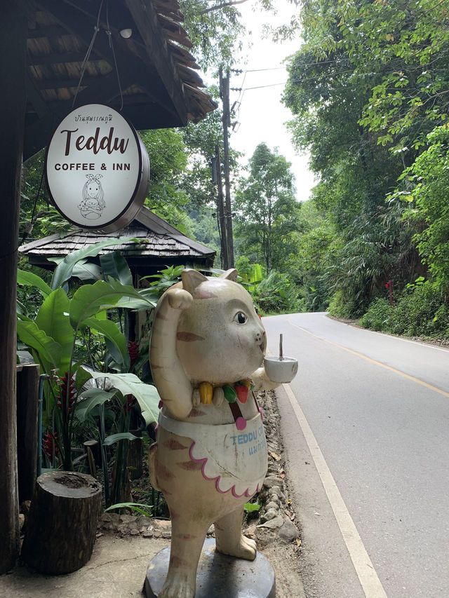 Teddu Coffee in แม่กำปอง
