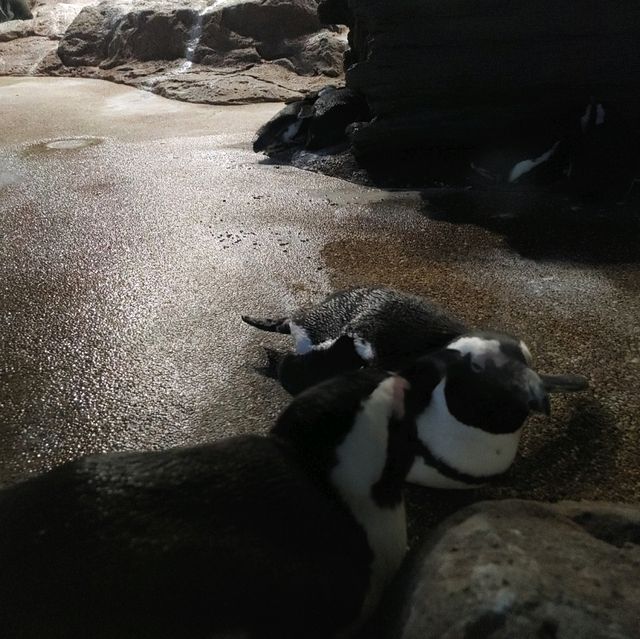 海の生き物ってどうやって眠るの？　夜の京都水族館