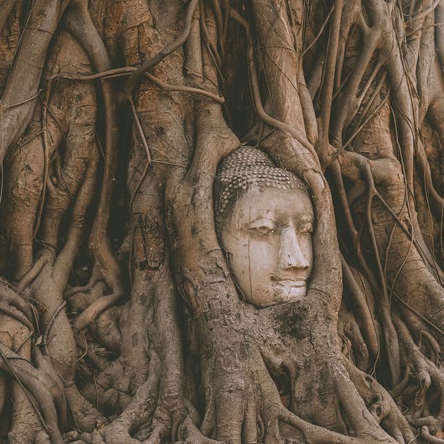 遊泰國🇹🇭大城瑪哈泰寺