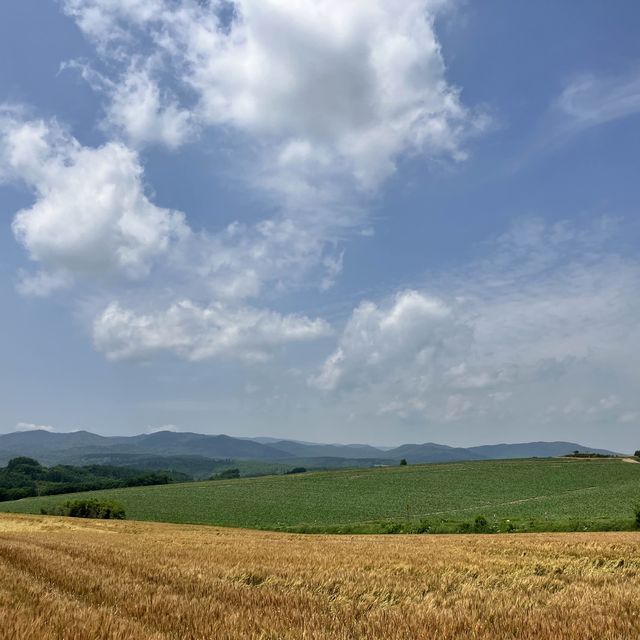 獨特美麗！美瑛町「亞斗夢之丘」夏日漫遊