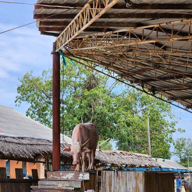 หมู่บ้านอนุรักษ์ควายไทย​ 