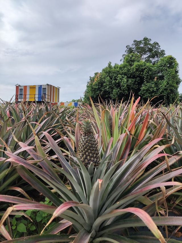 Sky Ladder Pineapple Farm ✨