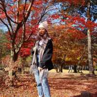 Nami Island Stunning Foliage