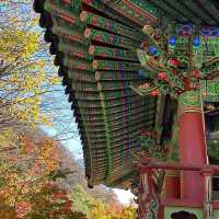 Autumn Foliage at Naejangsan National Park