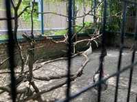 Mini Petting Zoo in Kuala Selangor 