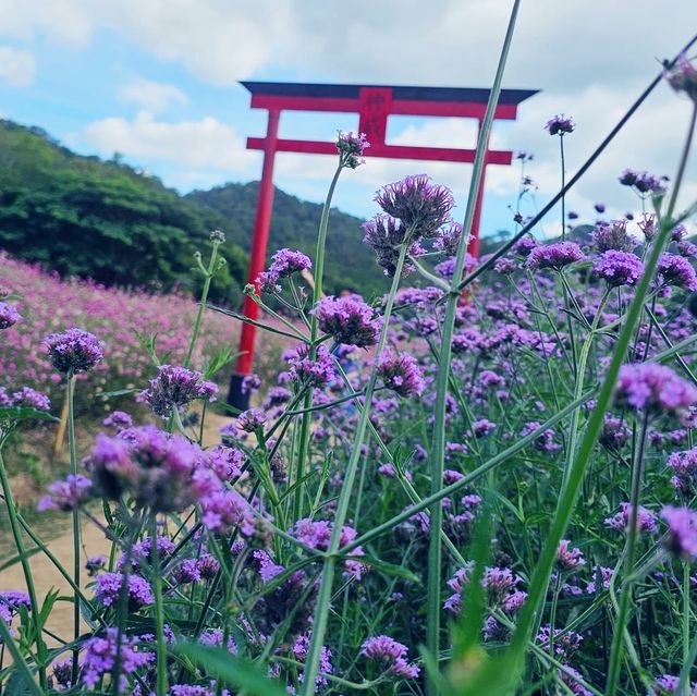 Beautiful day in Hokkaido Flower Park Khaoyai