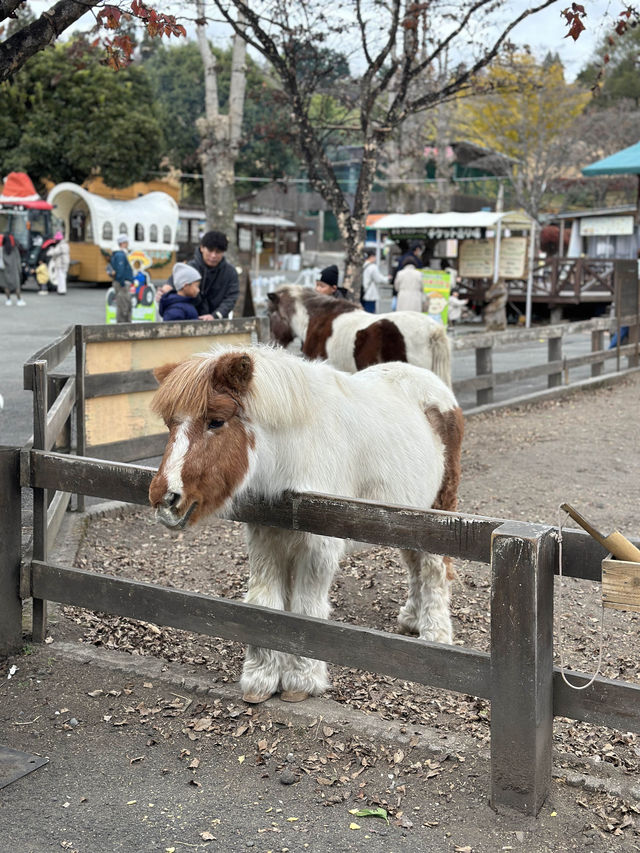 Makaino Farm next to Mt Fuji