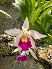 Gorgeous blooms@ National Orchid Garden