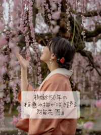 樹齢150年の枝垂れ梅が咲き誇る『お座敷ボン梅 梅花園』