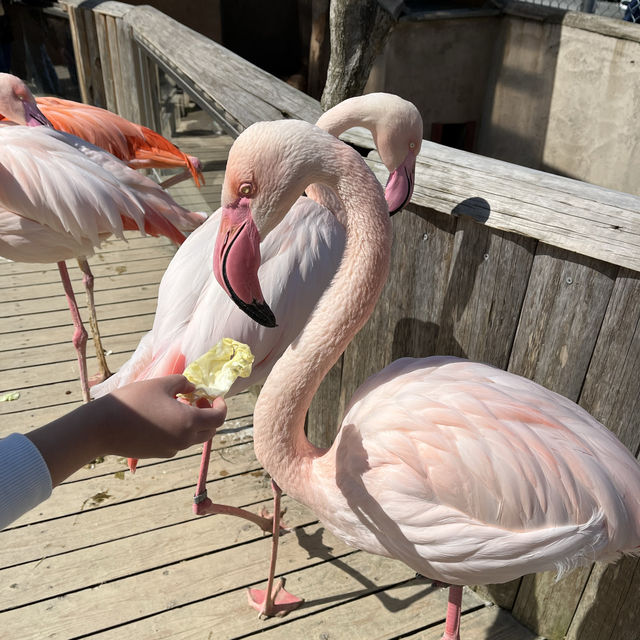 久山ふれあい動物園