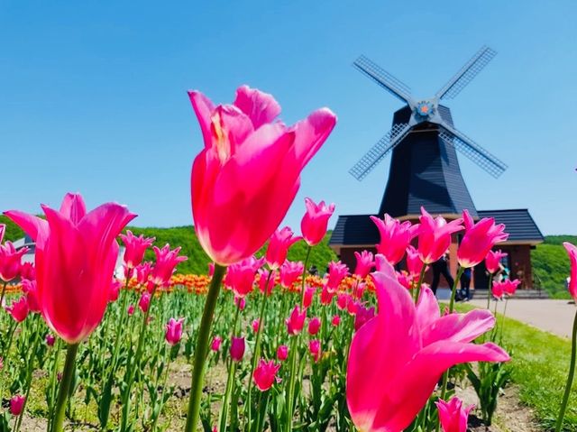 Kamiyubetsu Tulip Park 