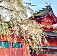 【富士山本宮淺間大社/静岡県】500本以上の桜と社殿が美しい神社