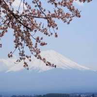 山梨の桜🌸河口湖北岸の桜/富士・河口湖さくら祭り 🌸