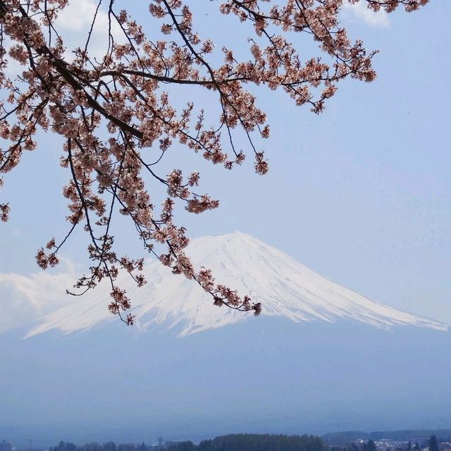 山梨の桜🌸河口湖北岸の桜/富士・河口湖さくら祭り 🌸