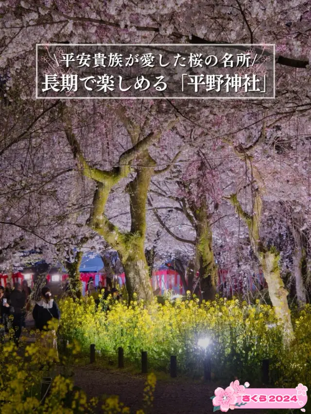 【京都×桜】江戸時代から伝わる夜桜✨京都市内でも珍しい「桜×菜の花」が見れる神社を紹介⛩️