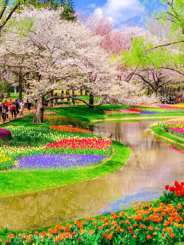 東京とは思えない桜とチューリップの幻想的な絶景、昭和記念公園