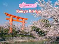 🌸 จุดชมซากุระ Keiryu Bridge หน้าศาลเจ้า Heian