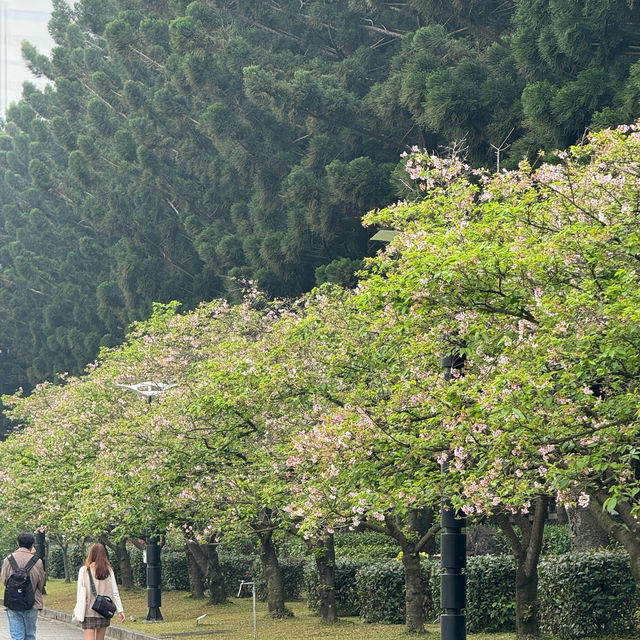 SAKURA.......CHIANGKAI-SHEK TAIPE 🌸