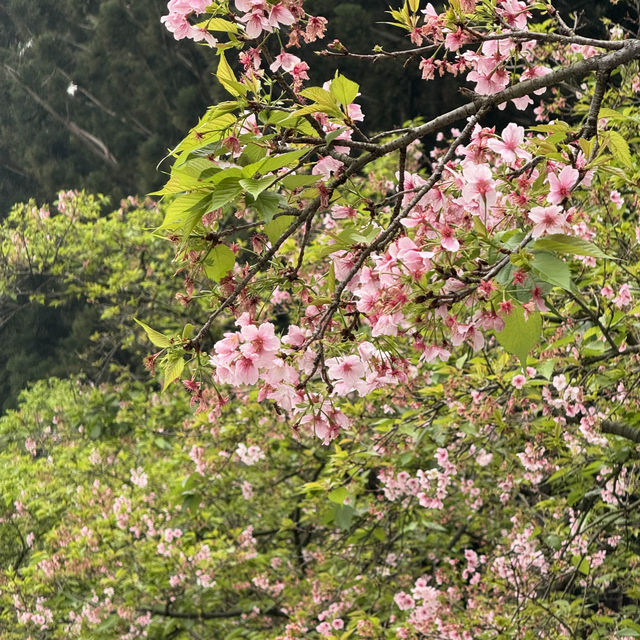 SAKURA.......CHIANGKAI-SHEK TAIPE 🌸