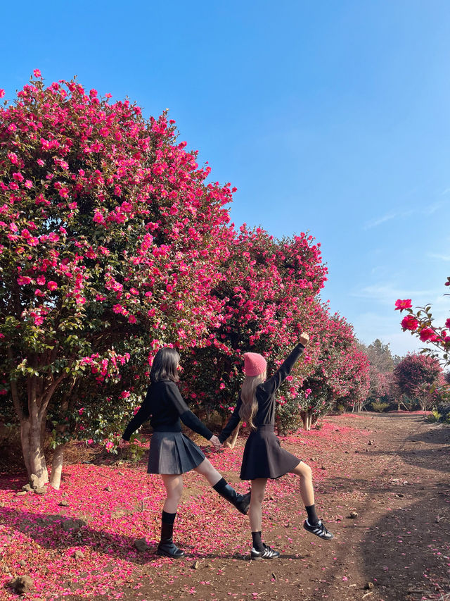 동백꽃 가득, 사람 없는 숨겨진 스팟🌺