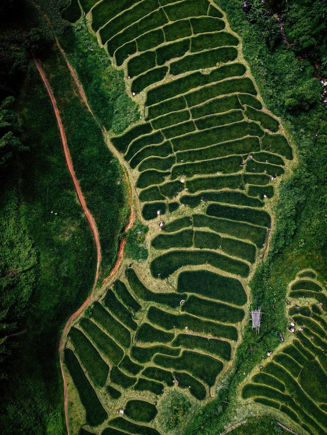 ดอยที่ชิวที่สุด ดอยลิไข่ เชียงราย 🌳