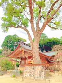 【福岡】春休みに行こう!!かわいすぎる縁結びお守りで恋愛運アップ