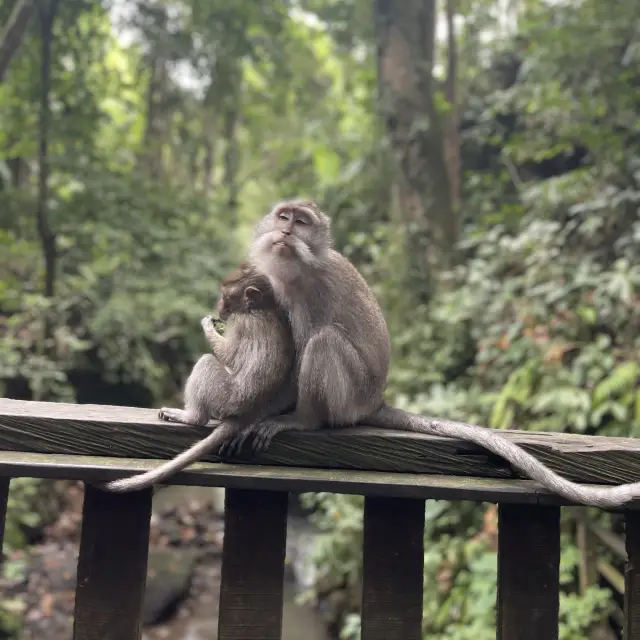 頑皮猴子的森林。