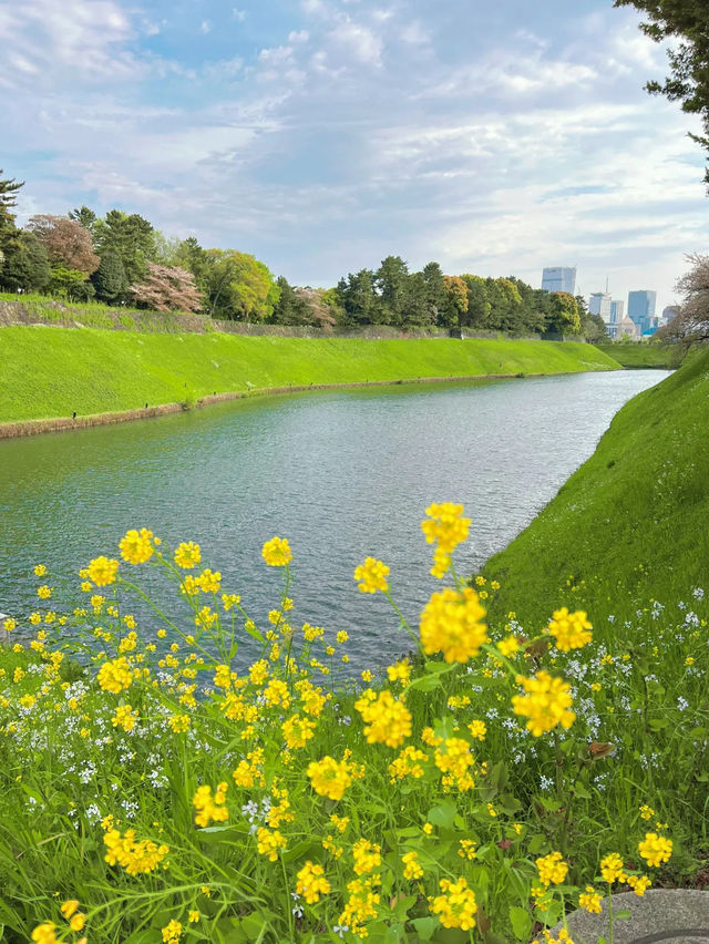 【東京】東京タワーも見れちゃう🤍千鳥ヶ淵でお花見さんぽ