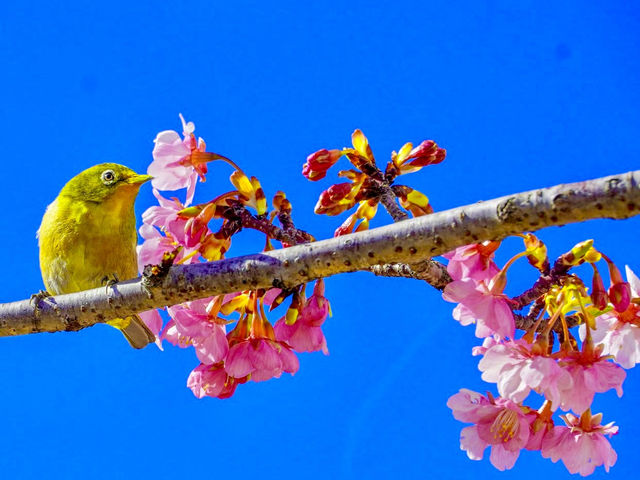 former Nakagawa Kawazu Cherry blossom