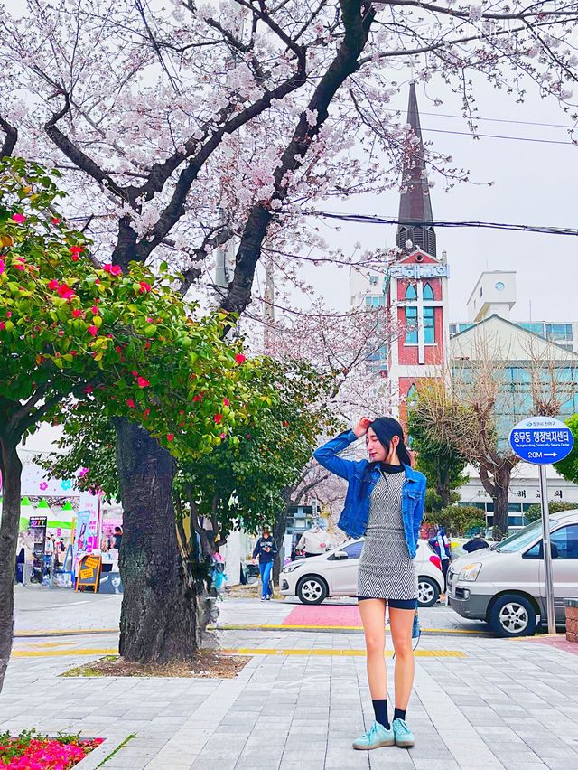 🌸The fastest festival Jinhae Gunhangje Festival regular sit