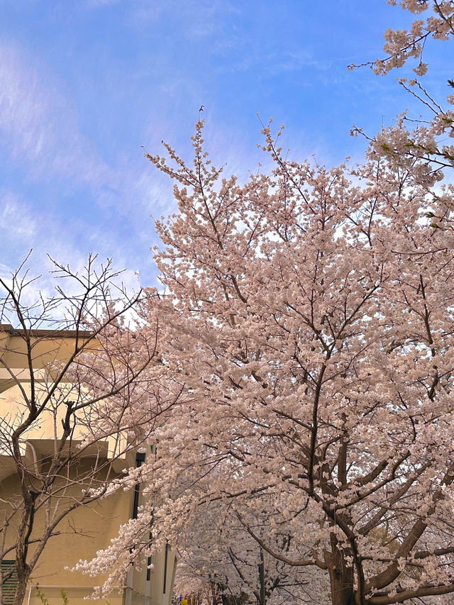 서울 벚꽃놀이 필수코스 🌸💗