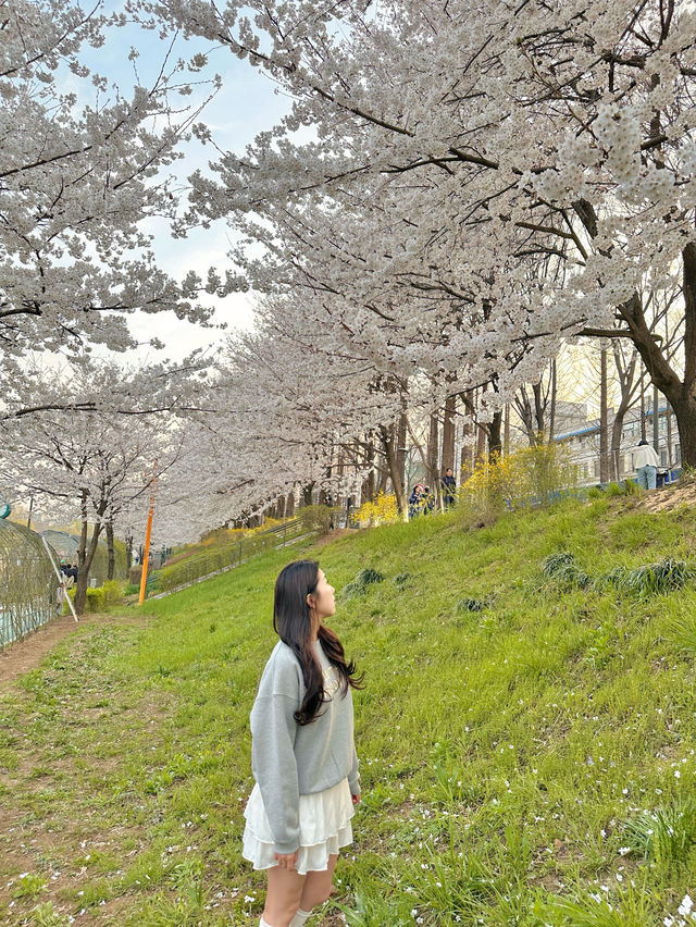 서울 벚꽃놀이 필수코스 🌸💗