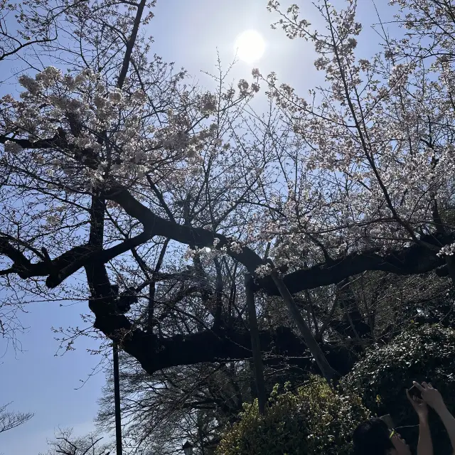 【お花見】上野公園でお花見(ほぼピクニック)してきた🌸