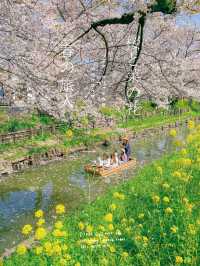 🌸桜を見ながら和船に乗れる📍川越氷川神社　裏手にある新河岸川で花筏（はないかだ）体験