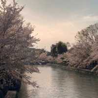 🌸 OKAZAKI SAKURA CORRIDOR 🌸