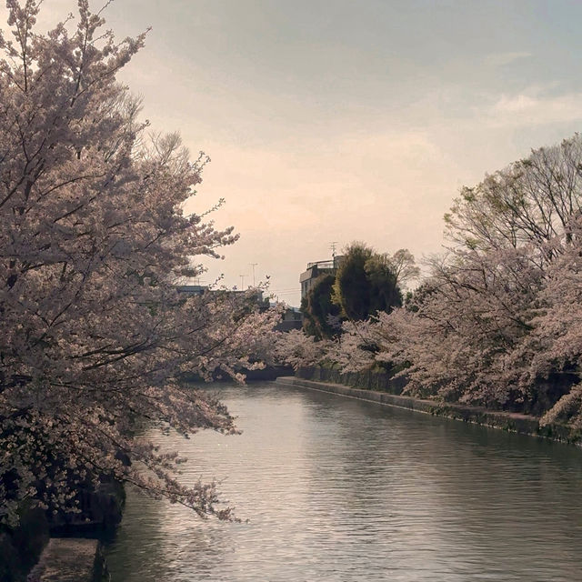 🌸 OKAZAKI SAKURA CORRIDOR 🌸