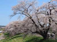🌸【日本宮城縣】🌸白石川堤櫻花隧道，攝影愛好者和櫻花愛好者的天堂
