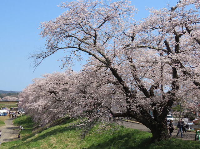 🌸【日本宮城縣】🌸白石川堤櫻花隧道，攝影愛好者和櫻花愛好者的天堂