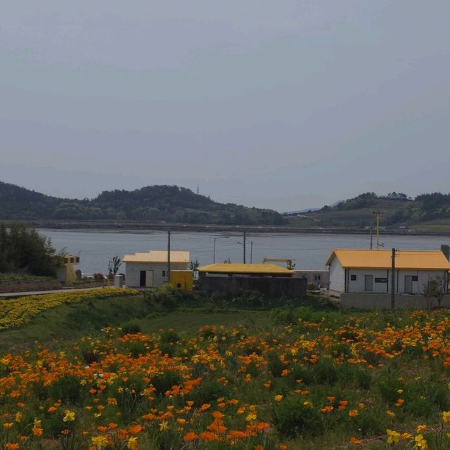 올해 수선화 막차 탑승 성공
