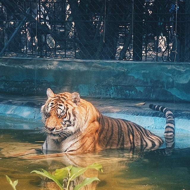 Safari World | 曼谷野生動物世界