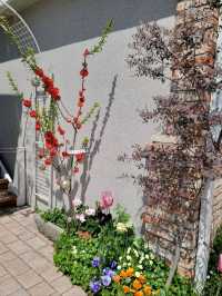 서부해당화랑 튤립이 예쁘게 핀 플라워카페🌸🌷