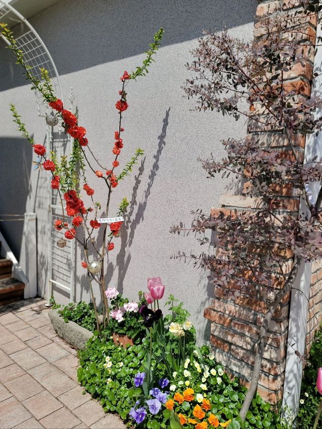 서부해당화랑 튤립이 예쁘게 핀 플라워카페🌸🌷