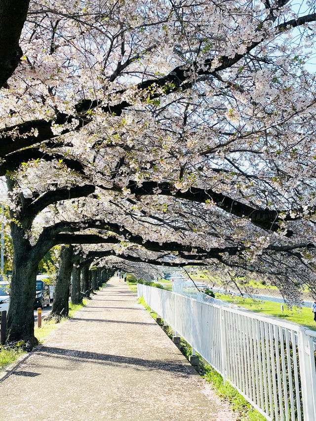 【水無川沿いの桜並木/神奈川県】約500mの桜並木を散策