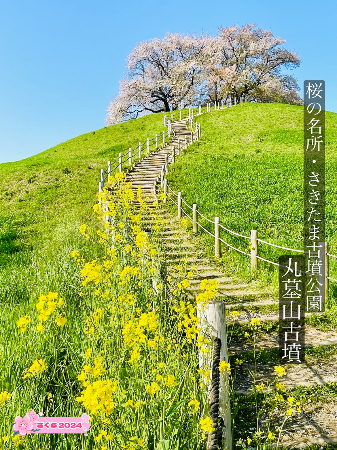 丸墓山古墳/埼玉県】桜の名所・さきたま古墳公園 | Trip.com 行田 丸墓山古墳/埼玉県】桜の名所・さきたま古墳公園 | Trip.com 行田