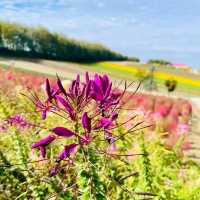 Colourful View in Biei 