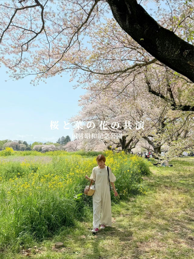国営昭和記念公園　桜の園エリアご紹介