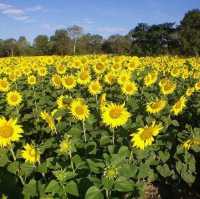 ทุ่งทานตะวันสีทองหนองทึง