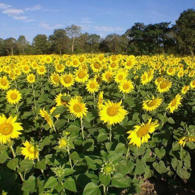 ทุ่งทานตะวันสีทองหนองทึง