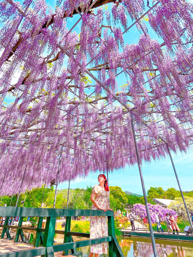 【あしかがフラワーパーク】藤の花の香りに包まれる栃木花巡りはいかが！？